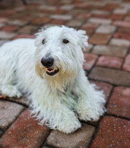A white, long-haired dog is lying on a red and tan brick patio, looking slightly to the left.