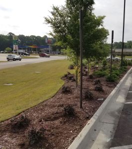 Landscaped area with small bushes and trees beside a road; gas stations and vehicles are visible in the background.