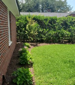 Brick house with a small garden bed along the wall, bordered by green grass and trimmed hedges in the background.