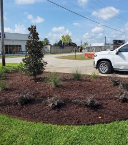 A landscaped garden bed with young plants and mulch, bordered by grass, near a white pickup truck and commercial buildings.