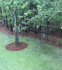 A backyard with freshly laid sod, a tree with mulch at its base, and a wooded area beyond a fence in the background.
