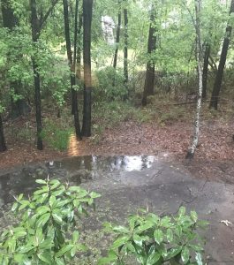 A wet concrete path borders a wooded area with tall trees and green foliage after rainfall.