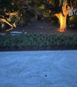 A dirt path borders a row of low plants, with large trees illuminated by warm lights in the background.