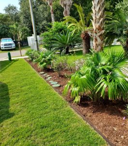A well-maintained garden with palm trees, green shrubs, mulch, and a stone path bordered by a grassy lawn.