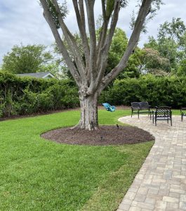 A large tree stands in a grassy backyard with a stone patio, chairs, and a hedge along the fence.