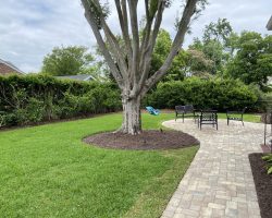 A large tree stands in a grassy backyard with a stone patio, chairs, and a hedge along the fence.